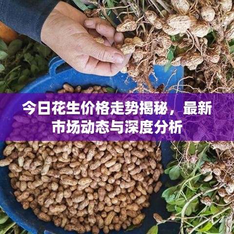 今日花生价格走势揭秘，最新市场动态与深度分析