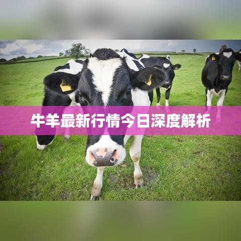 牛羊最新行情今日深度解析