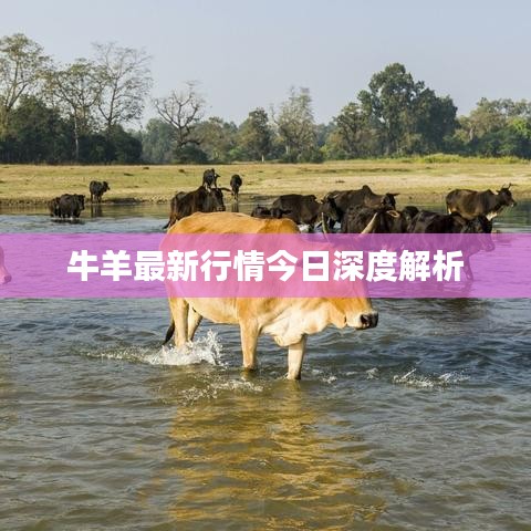 牛羊最新行情今日深度解析