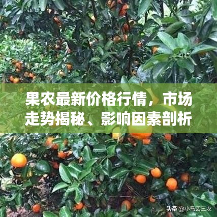 果农最新价格行情，市场走势揭秘、影响因素剖析及应对策略探讨