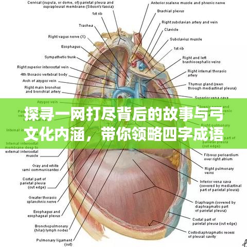 探寻一网打尽背后的故事与弓文化内涵，带你领略四字成语的魅力