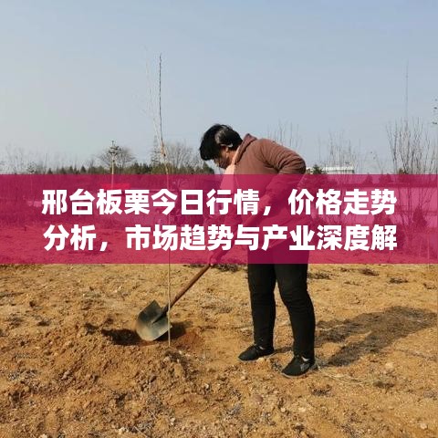 邢台板栗今日行情，价格走势分析，市场趋势与产业深度解读