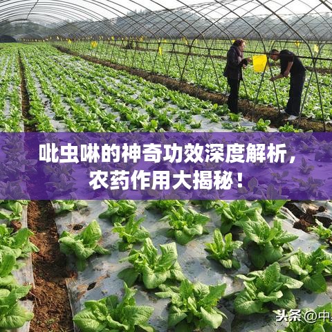 吡虫啉的神奇功效深度解析，农药作用大揭秘！