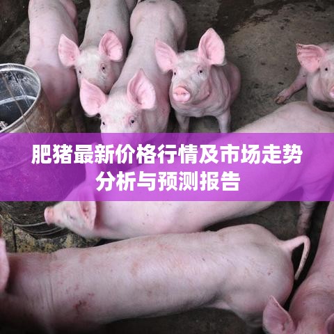 肥猪最新价格行情及市场走势分析与预测报告