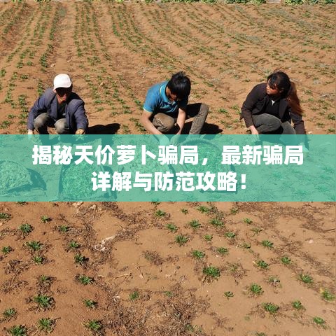 揭秘天价萝卜骗局，最新骗局详解与防范攻略！