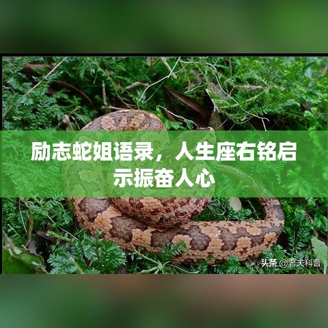 励志蛇姐语录，人生座右铭启示振奋人心