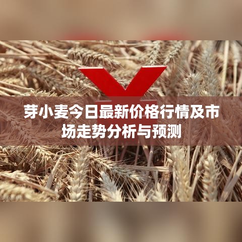 芽小麦今日最新价格行情及市场走势分析与预测