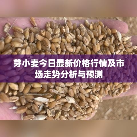 芽小麦今日最新价格行情及市场走势分析与预测