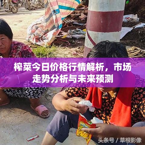 榨菜今日价格行情解析，市场走势分析与未来预测