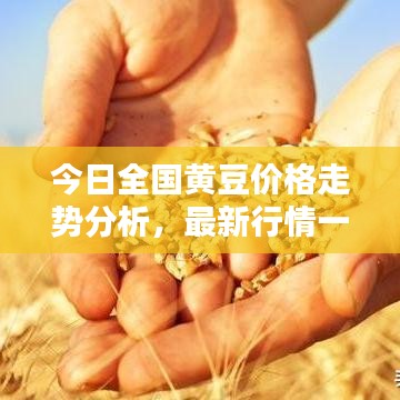 今日全国黄豆价格走势分析，最新行情一览