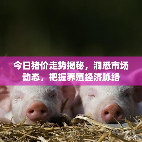 今日猪价走势揭秘，洞悉市场动态，把握养殖经济脉络