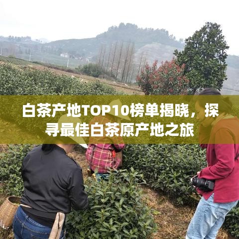 白茶产地TOP10榜单揭晓，探寻最佳白茶原产地之旅