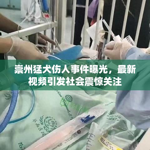 崇州猛犬伤人事件曝光，最新视频引发社会震惊关注