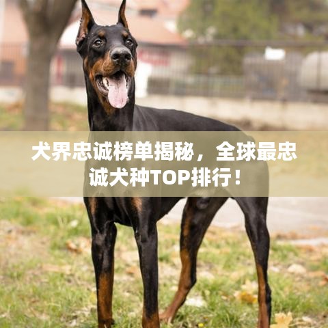 犬界忠诚榜单揭秘，全球最忠诚犬种TOP排行！