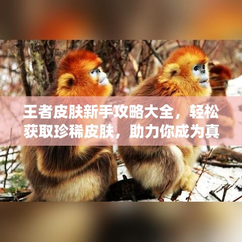 王者皮肤新手攻略大全，轻松获取珍稀皮肤，助力你成为真正王者！