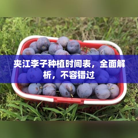 夹江李子种植时间表，全面解析，不容错过