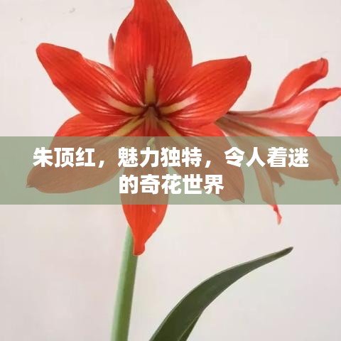 朱顶红，魅力独特，令人着迷的奇花世界