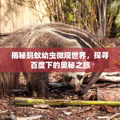 揭秘蚂蚁幼虫微观世界，探寻百度下的奥秘之旅