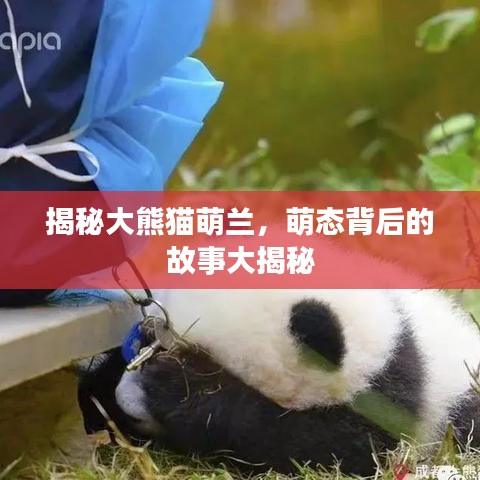 揭秘大熊猫萌兰，萌态背后的故事大揭秘
