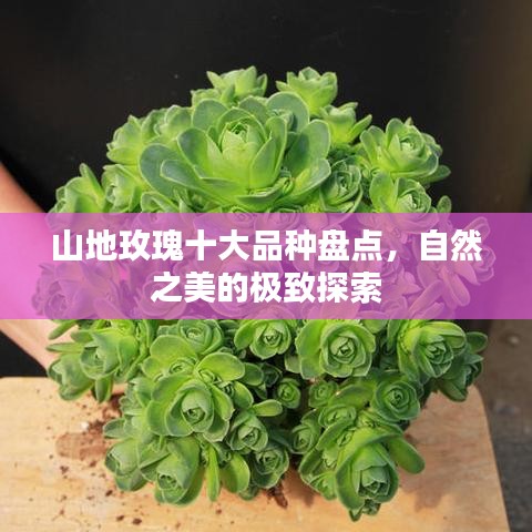 山地玫瑰十大品种盘点，自然之美的极致探索