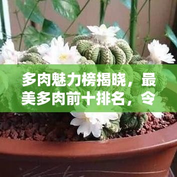 多肉魅力榜揭晓，最美多肉前十排名，令人陶醉的迷人风采