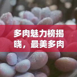 多肉魅力榜揭晓,最美多肉前十排名,令人陶醉的迷人风采