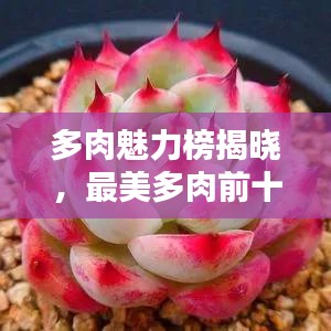 多肉魅力榜揭晓,最美多肉前十排名,令人陶醉的迷人风采