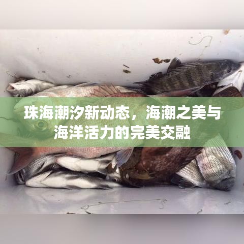 珠海潮汐新动态，海潮之美与海洋活力的完美交融