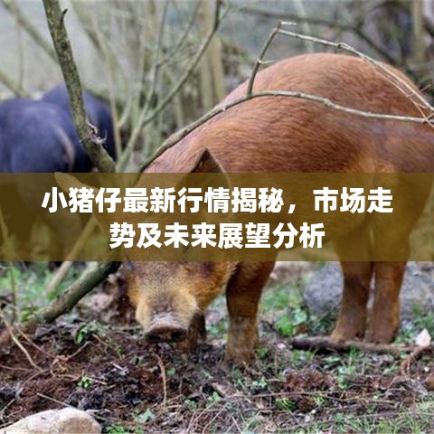 小猪仔最新行情揭秘，市场走势及未来展望分析