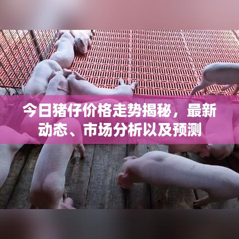 今日猪仔价格走势揭秘，最新动态、市场分析以及预测