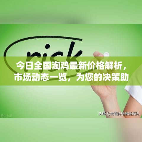 今日全国淘鸡最新价格解析，市场动态一览，为您的决策助力
