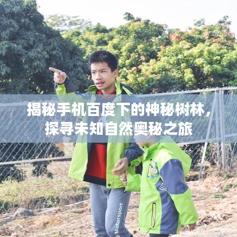 揭秘手机百度下的神秘树林，探寻未知自然奥秘之旅