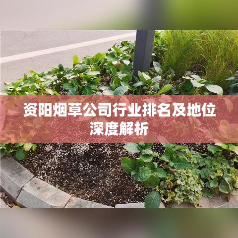 资阳烟草公司行业排名及地位深度解析