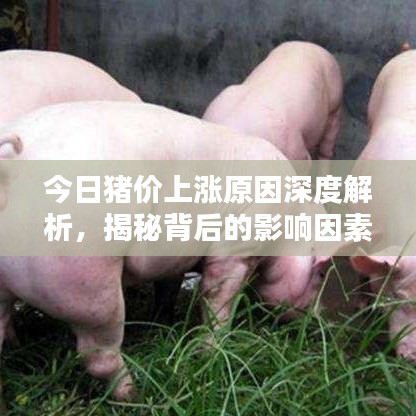 今日猪价上涨原因深度解析,揭秘背后的影响因素