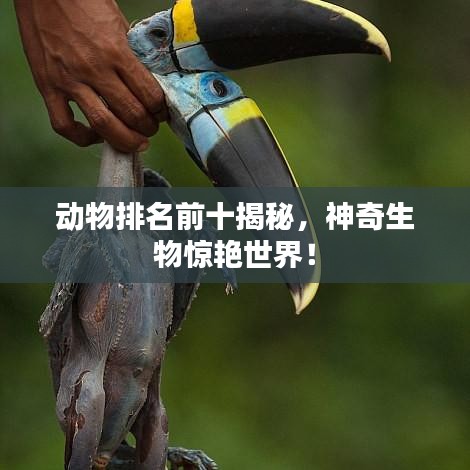 动物排名前十揭秘，神奇生物惊艳世界！