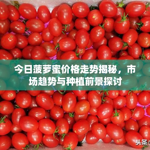 今日菠萝蜜价格走势揭秘，市场趋势与种植前景探讨