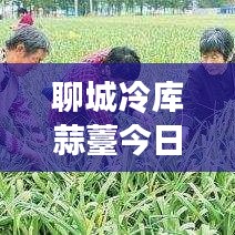 聊城冷库蒜薹今日行情，最新价格、市场走势及影响因素深度解析
