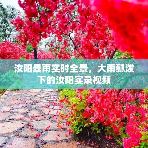 汝阳暴雨实时全景，大雨瓢泼下的汝阳实录视频