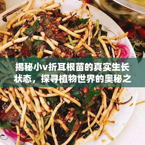 揭秘小v折耳根苗的真实生长状态，探寻植物世界的奥秘之旅