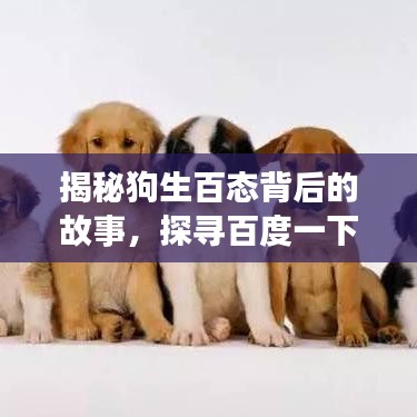 揭秘狗生百态背后的故事，探寻百度一下揭示的狗狗生活拉之秘