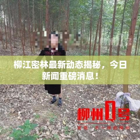 柳江密林最新动态揭秘，今日新闻重磅消息！