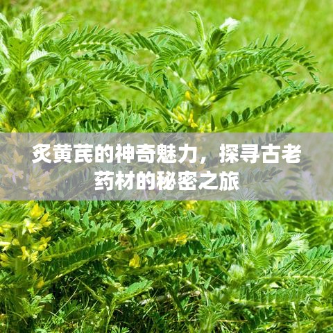 炙黄芪的神奇魅力，探寻古老药材的秘密之旅