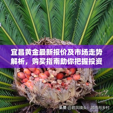 宜昌黄金最新报价及市场走势解析,购买指南助你把握投资机会