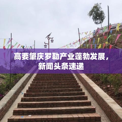 高要肇庆罗勒产业蓬勃发展，新闻头条速递