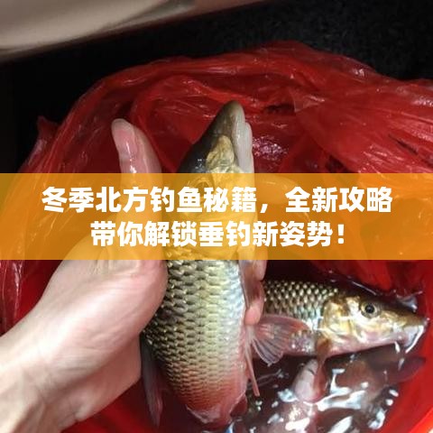冬季北方钓鱼秘籍，全新攻略带你解锁垂钓新姿势！
