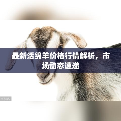 最新活绵羊价格行情解析，市场动态速递