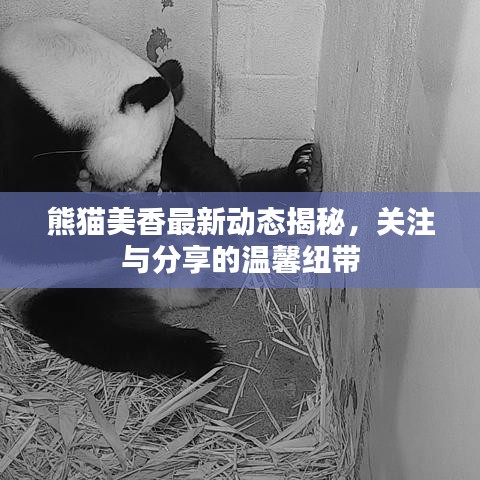 熊猫美香最新动态揭秘，关注与分享的温馨纽带