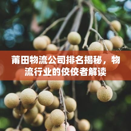 莆田物流公司排名揭秘，物流行业的佼佼者解读