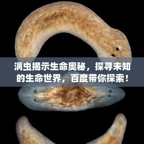 涡虫揭示生命奥秘，探寻未知的生命世界，百度带你探索！