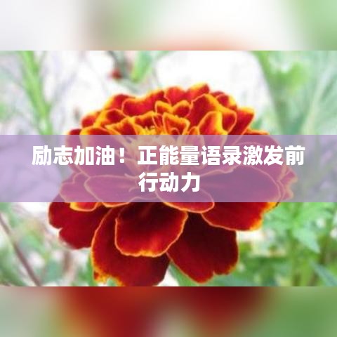 励志加油！正能量语录激发前行动力
